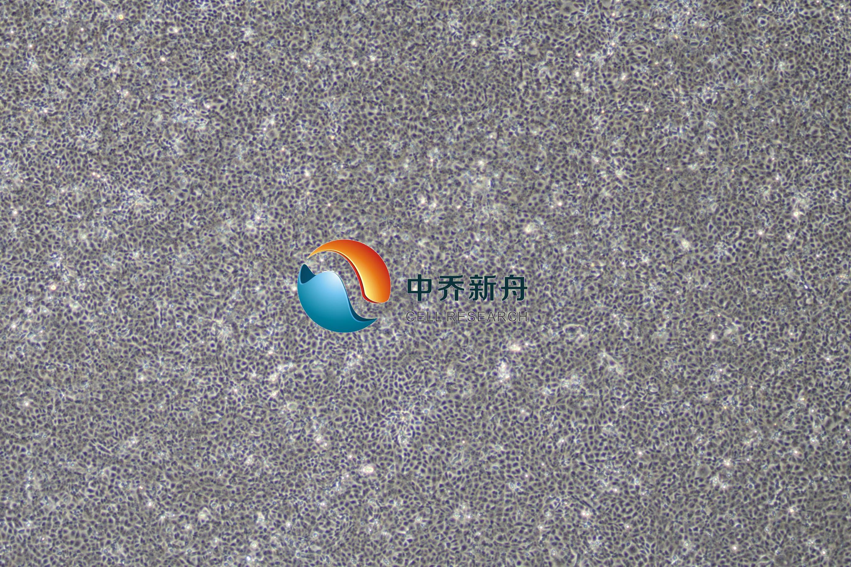原代大鼠牙龈上皮细胞