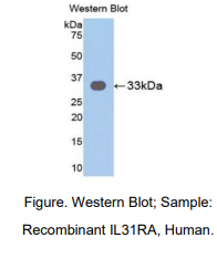 人白介素31受体A(IL31RA)多克隆抗体