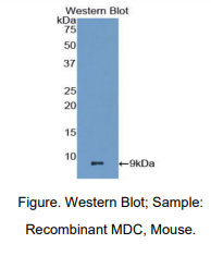 https://msimg.bioon.com/bionline/goods-no-pic.png