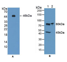 大鼠肌肉磷酸果糖激酶(PFKM)多克隆抗体