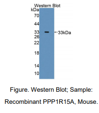 小鼠蛋白磷酸酶1调节因子亚基15A(PPP1R15A)多克隆抗体
