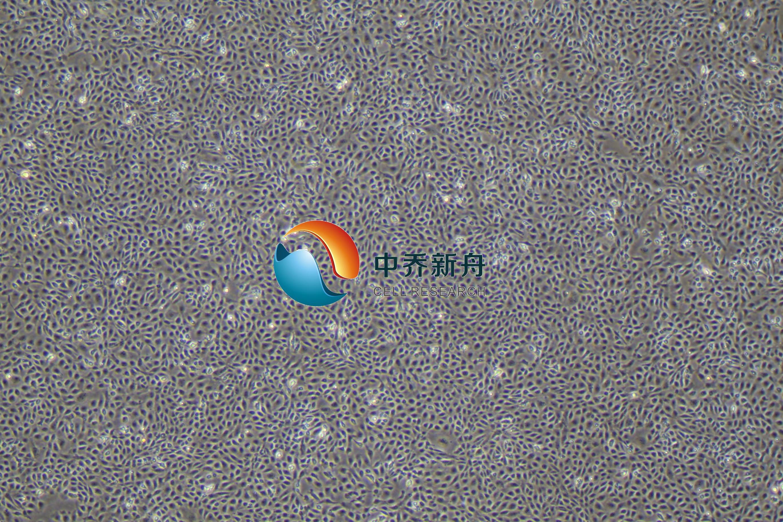 大鼠主动脉内皮细胞永生化