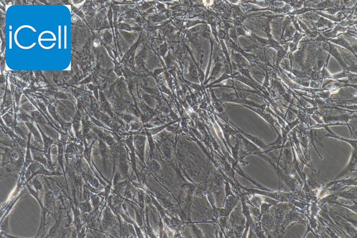 大鼠脑微血管内皮细胞/免疫荧光鉴定