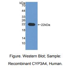 人细胞色素P450家族成员3A4(CYP3A4)多克隆抗体