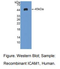 人细胞间粘附分子1(ICAM1)多克隆抗体