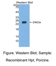 猪结合珠蛋白(Hpt)多克隆抗体