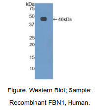 人肌原纤蛋白1(FBN1)多克隆抗体