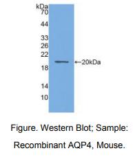 小鼠水通道蛋白4(AQP4)多克隆抗体