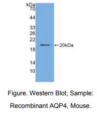 https://msimg.bioon.com/bionline/goods-no-pic.png