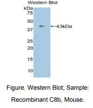 小鼠补体成分8β(C8b)多克隆抗体