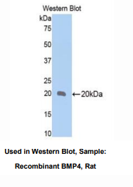 大鼠骨成型蛋白4(BMP4)多克隆抗体