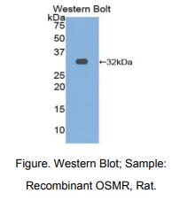 大鼠抑瘤素M受体(OSMR)多克隆抗体