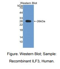 人白介素增强子结合因子3(ILF3)多克隆抗体