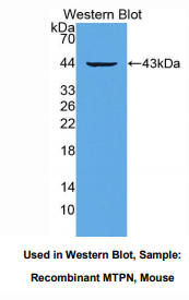 小鼠肌侵蛋白(MTPN)多克隆抗体