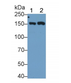 https://msimg.bioon.com/bionline/goods-no-pic.png