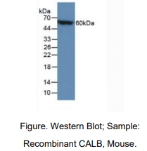 小鼠钙结合蛋白(CALB)多克隆抗体