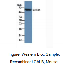 https://msimg.bioon.com/bionline/goods-no-pic.png