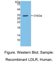 https://msimg.bioon.com/bionline/goods-no-pic.png