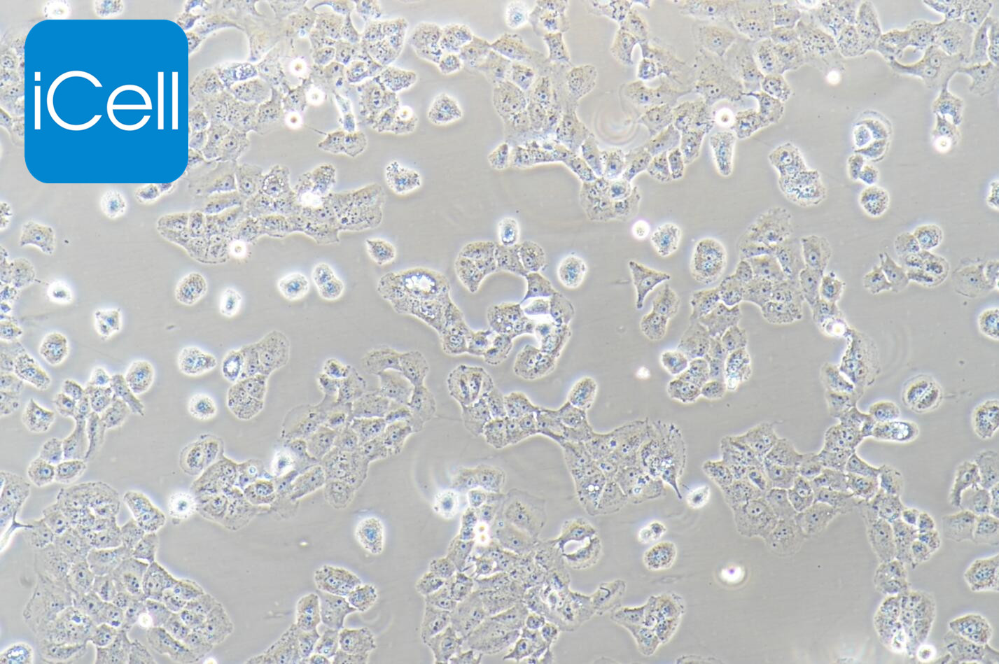 MCF-7/adr细胞/MCF-7adr细胞/MCF7/adr细胞/MCF7-adr细胞/MCF7adr细胞/MCF-7adr/人乳腺癌阿霉素耐药细胞株