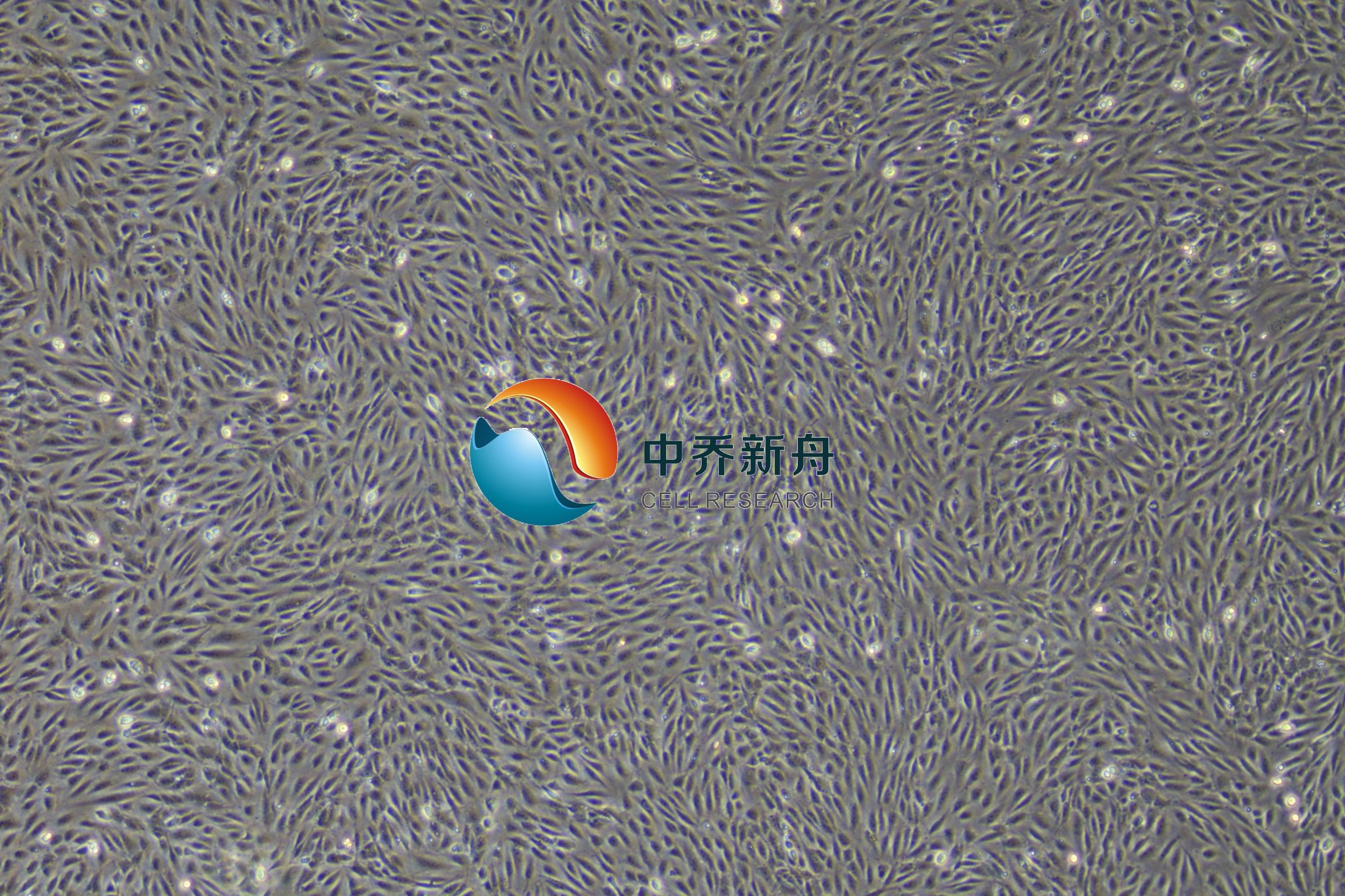 人呼吸道上皮细胞