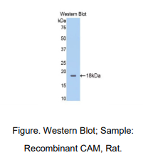 https://msimg.bioon.com/bionline/goods-no-pic.png