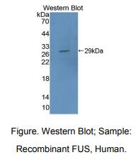 人融合蛋白(FUS)多克隆抗体