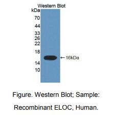 人延伸蛋白C(ELOC)多克隆抗体