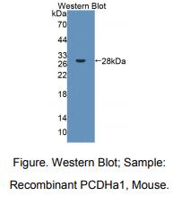 小鼠原钙黏素α1(PCDHa1)多克隆抗体