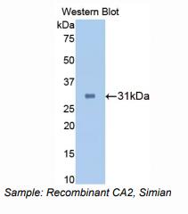 恒河猴碳酸酐酶Ⅱ(CA2)多克隆抗体
