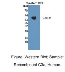 人补体成分3a(C3a)多克隆抗体