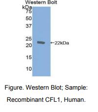 人丝切蛋白1(CFL1)多克隆抗体