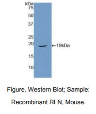 小鼠松弛肽(RLN)多克隆抗体