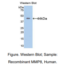 人基质金属蛋白酶8(MMP8)多克隆抗体