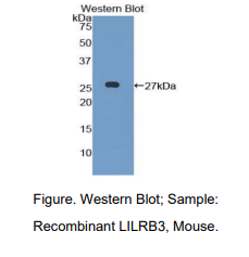 小鼠白细胞免疫球蛋白样受体亚家族B成员3(LILRB3)多克隆抗体