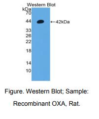 大鼠食欲素A(OXA)多克隆抗体