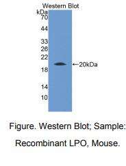 小鼠乳过氧化物酶(LPO)多克隆抗体