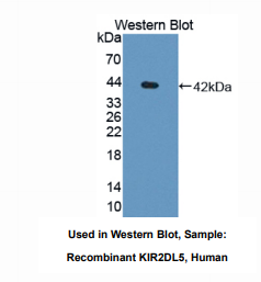 人杀伤细胞免疫球蛋白样受体2DL5(KIR2DL5)多克隆抗体