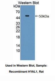 大鼠透明质酸氨基葡糖苷酶1(HYAL1)多克隆抗体