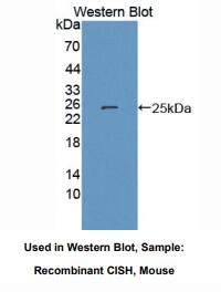 小鼠细胞因子诱导含SH2蛋白(CISH)多克隆抗体