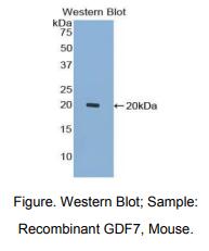 小鼠生长分化因子7(GDF7)多克隆抗体
