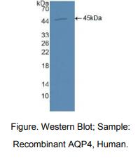 人水通道蛋白4(AQP4)多克隆抗体