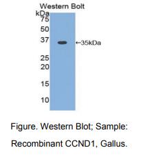 鸡细胞周期素D1(CCND1)多克隆抗体