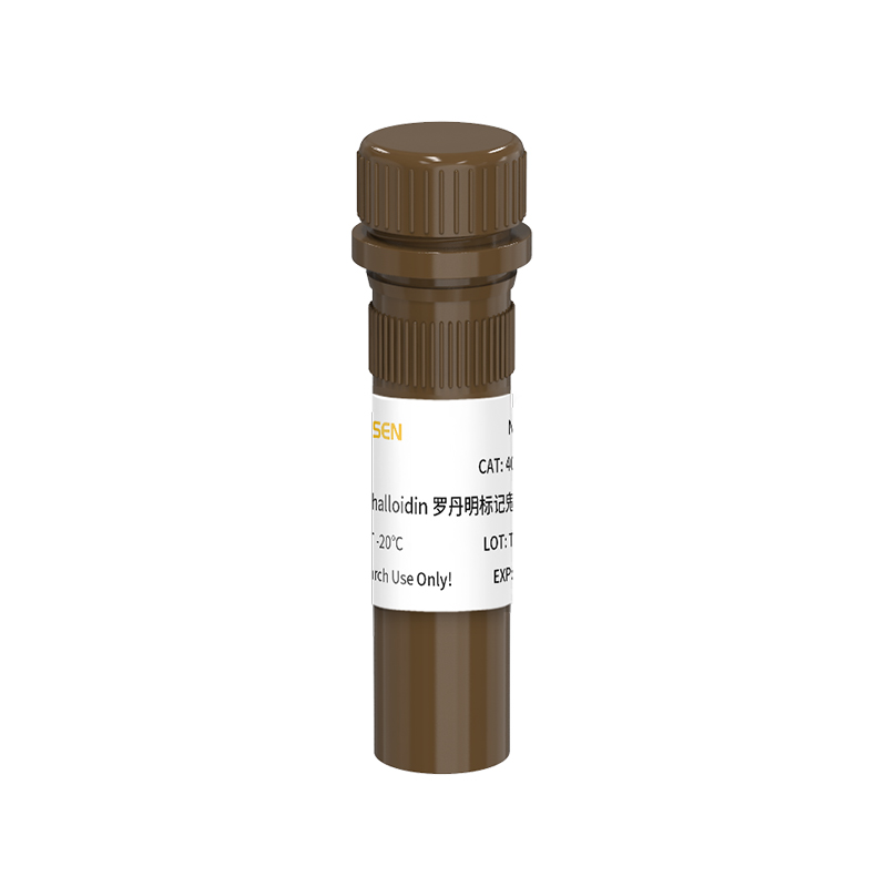 罗丹明标记鬼笔环肽(TRITC Phalloidin)