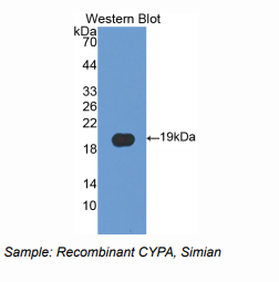 恒河猴亲环素A(CYPA)多克隆抗体