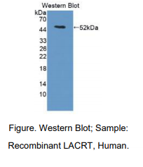 人催泪蛋白(LACRT)多克隆抗体