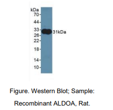 大鼠果糖二磷酸醛缩酶A(ALDOA)多克隆抗体
