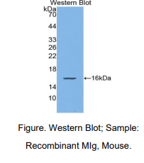 小鼠干扰素γ诱导单核因子(MIg)多克隆抗体