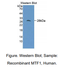 https://msimg.bioon.com/bionline/goods-no-pic.png