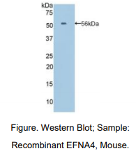 https://msimg.bioon.com/bionline/goods-no-pic.png