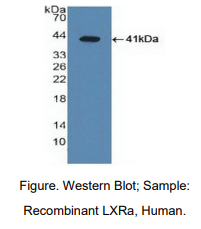 人肝X受体α(LXRa)多克隆抗体